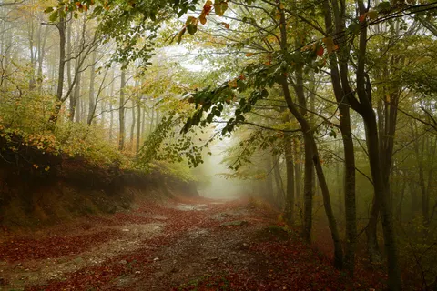 Autumn Forest 4K Wallpaper · nature · 3840×2560