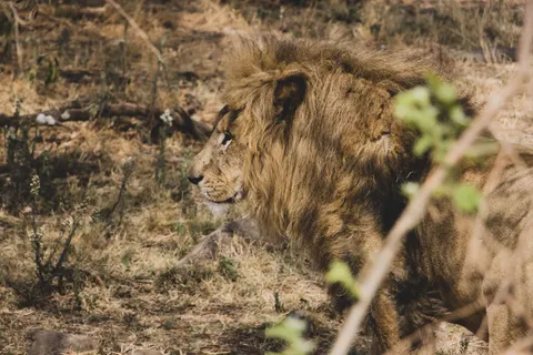 Fondo de pantalla León 4K · animals · 3840×2560