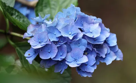 Hydrangea 4K Wallpaper · flowers · 3840×2343