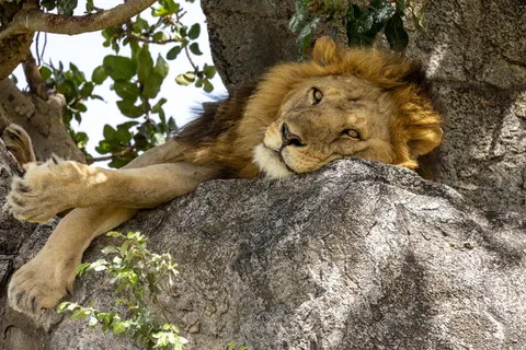 خلفية أسد بدقة 4K · animals · 3840×2561