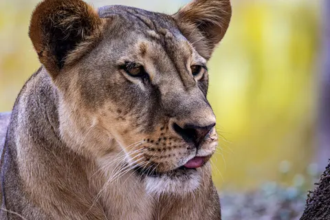 Fond d'écran Lion 4K · animals · 3840×2560