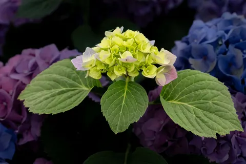 Hình nền Hoa Cẩm Tú Cầu 4K · flowers · 3840×2560