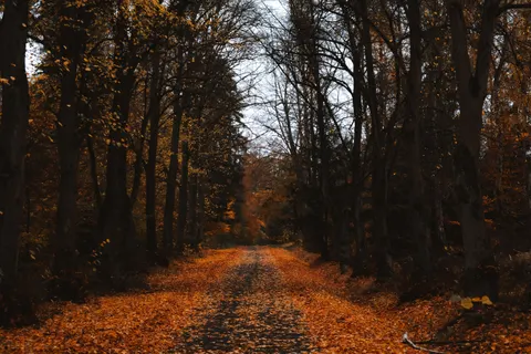 خلفية غابة الخريف بدقة 4K · nature · 3840×2560