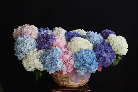 Tapeta Hortensja 4K · flowers · 3840×2560
