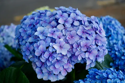 繡球花 4K桌布 · flowers · 3840×2560