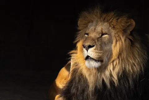 Lion 4K Wallpaper · animals · 3840×2587