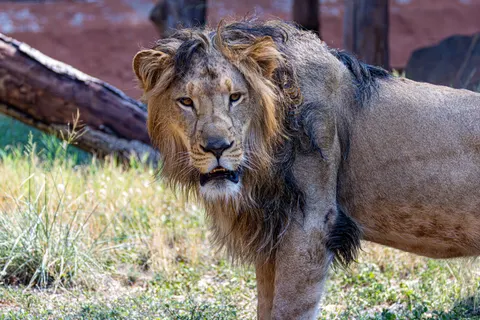 Lion 4K Wallpaper · animals · 3840×2560