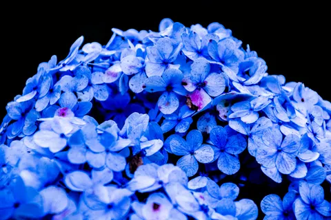 Hình nền Hoa Cẩm Tú Cầu 4K · flowers · 3840×2560