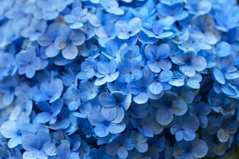 繡球花 4K桌布 · flowers · 3840×2560