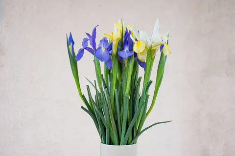 鳶尾花 4K桌布 · flowers · 3840×2560