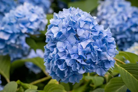 Wallpaper Bunga Hydrangea 4K · flowers · 3840×2560