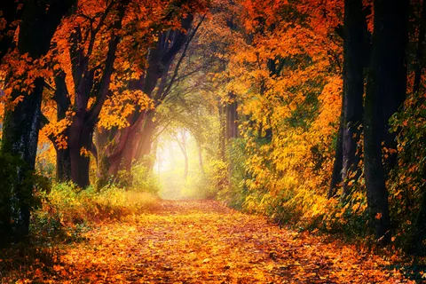 Fondo de pantalla Bosque de otoño 4K · nature · 3840×2560