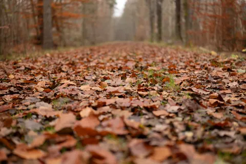 Herbstwald 4K Hintergrundbild · nature · 3840×2560