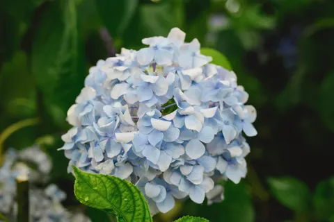 Wallpaper Bunga Hydrangea 4K · flowers · 3840×2563