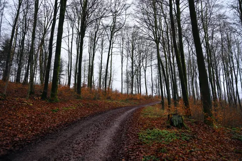 Autumn Forest 4K Wallpaper · nature · 3840×2560
