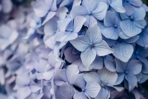 Hydrangea 4K Wallpaper · flowers · 3840×2560