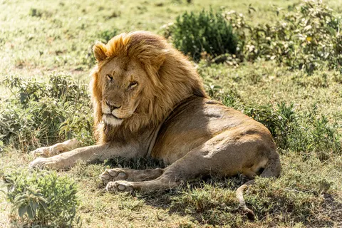 Fond d'écran Lion 4K · animals · 3840×2560