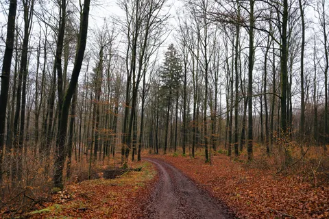 Herbstwald 4K Hintergrundbild · nature · 3840×2560