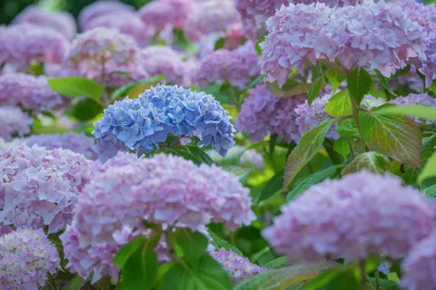 繡球花 4K桌布 · flowers · 3840×2560