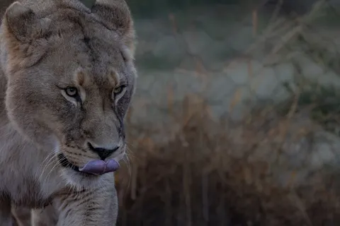 Löwe 4K Hintergrundbild · animals · 3840×2561