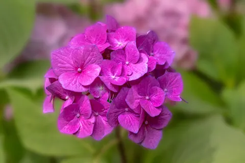 Hydrangea 4K Wallpaper · flowers · 3840×2560