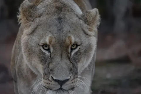 Lion 4K Wallpaper · animals · 3840×2561