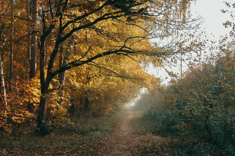 Fondo de pantalla Bosque de otoño 4K · nature · 3840×2560