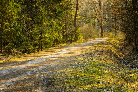 Fondo de pantalla Bosque de otoño 4K · nature · 3840×2560