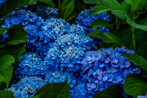 繡球花 4K桌布 · flowers · 3840×2560