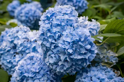 Hydrangea 4K Wallpaper · flowers · 3840×2560