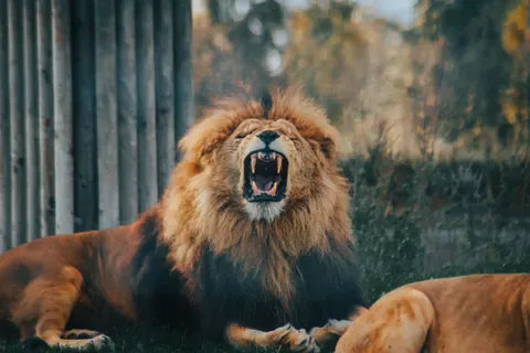 خلفية أسد بدقة 4K · animals · 3840×2560