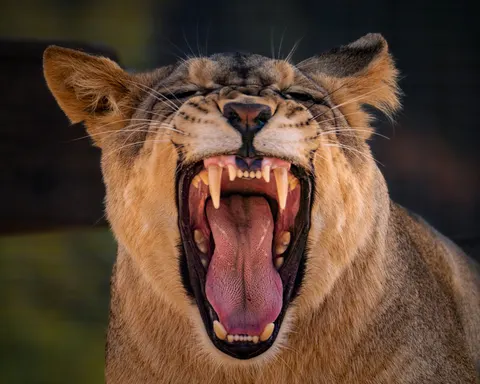 Löwe 4K Hintergrundbild · animals · 3840×3072