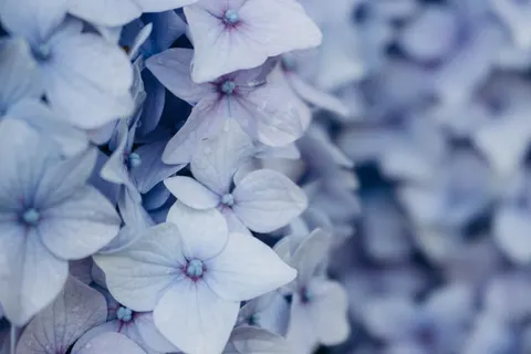 Hydrangea 4K Wallpaper · flowers · 3840×2560