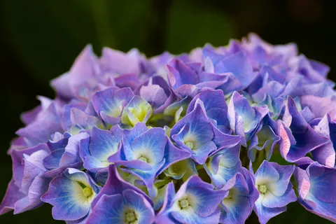 Sfondo Ortensia 4K · flowers · 3840×2560