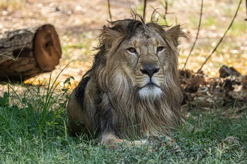 Lion 4K Wallpaper · animals · 3840×2560