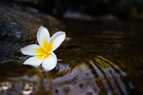 Frangipani 4K-achtergrond · flowers · 3840×2560