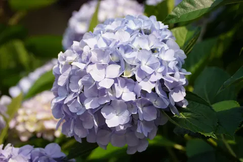 Fond d'écran Hortensia 4K · flowers · 3840×2560