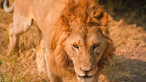Fond d'écran Lion 4K · animals · 3840×2159