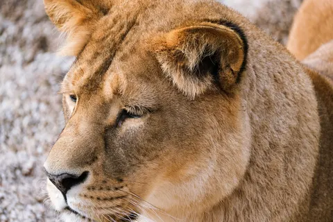 خلفية أسد بدقة 4K · animals · 3840×2560