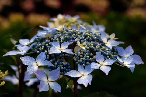 Hydrangea 4K Wallpaper · flowers · 3840×2561
