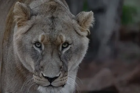 Lion 4K Wallpaper · animals · 3840×2561