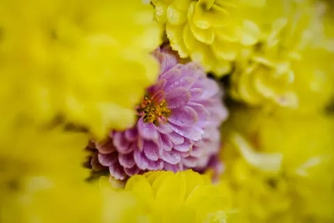Blumen-Makro 4K Hintergrundbild · flowers · 3840×2560