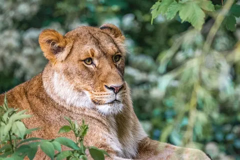 Fondo de pantalla León 4K · animals · 3840×2560