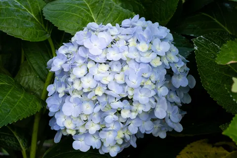 Fondo de pantalla Hortensia 4K · flowers · 3840×2560