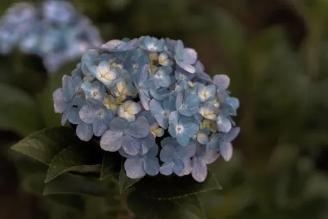 Tapeta Hortensja 4K · flowers · 3840×2560