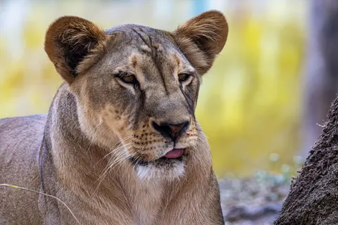 Fond d'écran Lion 4K · animals · 3840×2560