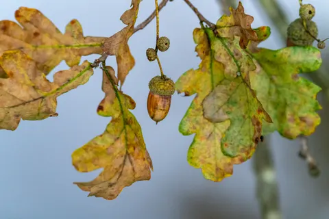 Autumn Leaves 4K Wallpaper · flowers · 3840×2561