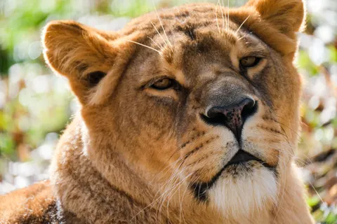 Fondo de pantalla León 4K · animals · 3840×2560