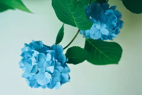 Fond d'écran Hortensia 4K · flowers · 3840×2560