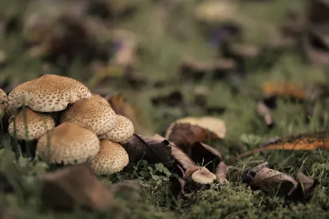 Fondo de pantalla Hojas de otoño 4K · flowers · 3840×2560